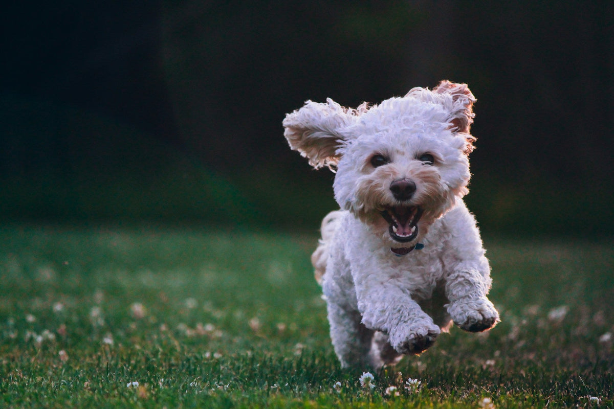 The Dog Park Sends Salmonella and Giardia Home on Your Dog's Paws - 2026 Update