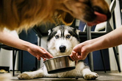 Your Pet's Bowl Is the Fourth Germiest Item in Your House. The FDA Has Been Warning About It